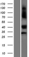 ls126695 c1orf172 kdf1 human over expression lysates nm 152365 wb testing 1