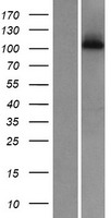 ls126820 dnai3 human over expression lysates nm 145172 wb testing 1