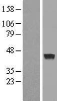 ls126868 mab21l3 human over expression lysates nm 152367 wb testing 1