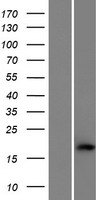 C1orf194 Human Over-expression Lysates NM_001122961