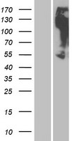 OR2M3 Human Over-expression Lysates NM_001004689
