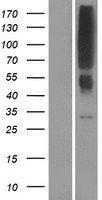 OR2T12 Human Over-expression Lysates NM_001004692