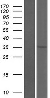 OR2T34 Human Over-expression Lysates NM_001001821