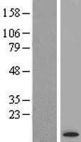 ATP6V1G3 Human Over-expression Lysates NM_133326