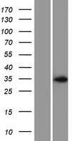 ls127247 asb17 human over expression lysates nm 080868 wb testing 1