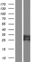 TYW3 Human Over-expression Lysates NM_001162916