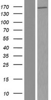 C1orf173 (ERICH3) Human Over-expression Lysates NM_001002912