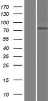 LRRIQ3 Human Over-expression Lysates NM_001105659