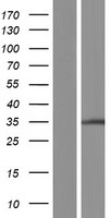 TPRG1L Human Over-expression Lysates NM_182752