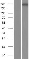 ls127294 myom3 human over expression lysates nm 152372 wb testing 1