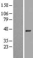 ls127396 znf684 human over expression lysates nm 152373 wb testing 1