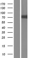 ls127435 podn human over expression lysates nm 001199080 wb testing 1
