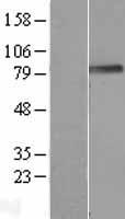 ls127435 podn human over expression lysates nm 153703 wb testing 3