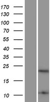HMGB4 Human Over-expression Lysates NM_145205