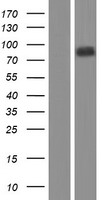 ls127579 dcst2 human over expression lysates nm 144622 wb testing 1