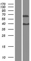 ls127665 znf648 human over expression lysates nm 001009992 wb testing 1