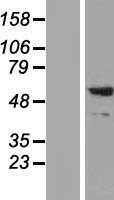 SYT2 Human Over-expression Lysates NM_177402