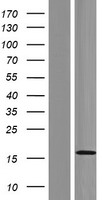 ls127845 golt1a human over expression lysates nm 198447 wb testing 1