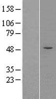 ls127943 fcrlb human over expression lysates nm 001002901 wb testing 1