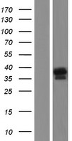 ls128077 lix1l human over expression lysates nm 153713 wb testing 1