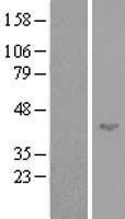ls128153 spata17 human over expression lysates nm 138796 wb testing 1