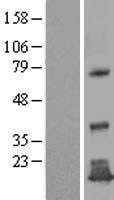 ls128218 tmem125 human over expression lysates nm 144626 wb testing 1