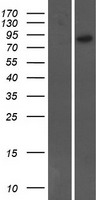 ARHGEF19 Human Over-expression Lysates NM_153213