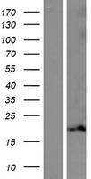 MRPL55 Human Over-expression Lysates NM_181462
