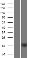 C1orf162 Human Over-expression Lysates NM_174896