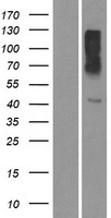 Olfactory receptor 10X1 (OR10X1) Human Over-expression Lysates NM_001004477