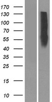 OR10Z1 Human Over-expression Lysates NM_001004478