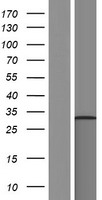 TATDN3 Human Over-expression Lysates NM_001042552
