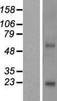ls128414 nkain4 human over expression lysates nm 152864 wb testing 1
