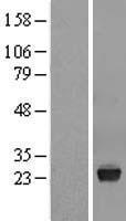 VSTM2L Human Over-expression Lysates NM_080607