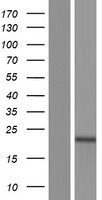 ls128646 ptpns1l2 sirpd human over expression lysates nm 178460 wb testing 1