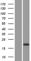 CST9 Human Over-expression Lysates NM_001008693