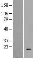 ls128826 c20orf166 mir1 1hg human over expression lysates nm 178463 wb testing 1