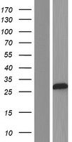 DUSP15 Human Over-expression Lysates NM_080611