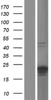 C20orf144 Human Over-expression Lysates NM_080825