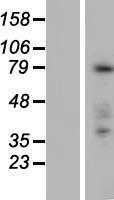 ls128876 fam83c human over expression lysates nm 178468 wb testing 1