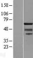 SUHW1 (ZNF280A) Human Over-expression Lysates NM_080740