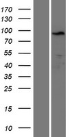 KLRAQ (PPP1R21) Human Over-expression Lysates NM_152994