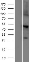 C2orf89 (TRABD2A) Human Over-expression Lysates NM_001080824