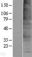 ls129303 tmem150a human over expression lysates nm 001031738 wb testing 1