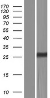 ls129303 tmem150a human over expression lysates nm 153342 wb testing 2