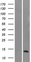 NMS Human Over-expression Lysates NM_001011717