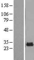 ls129531 mitd1 human over expression lysates nm 138798 wb testing 1