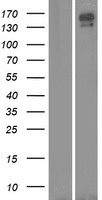 CNTNAP5 Human Over-expression Lysates NM_130773