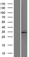 ls129685 taf8 human over expression lysates nm 138572 wb testing 1