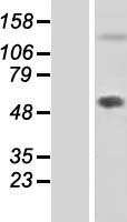 ls129804 fibulin 7 fbln7 human over expression lysates nm 153214 wb testing 1